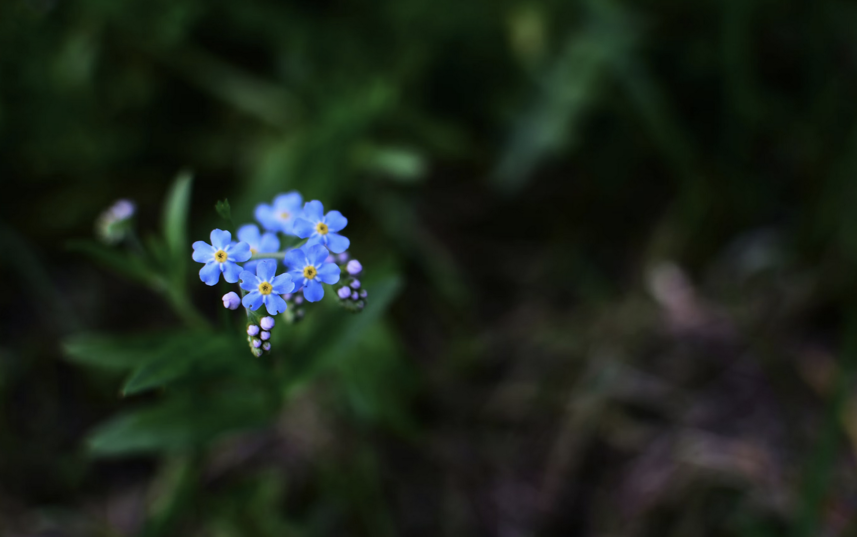 A cluster of tiny blue flowers on a black background